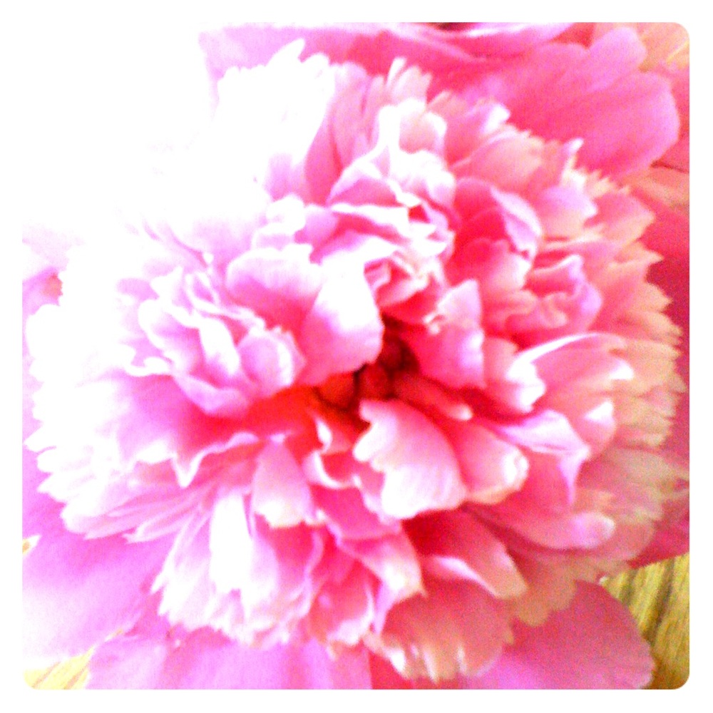 Meet your Posher, Patricia